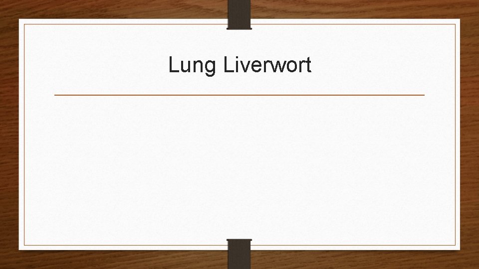 Lung Liverwort 