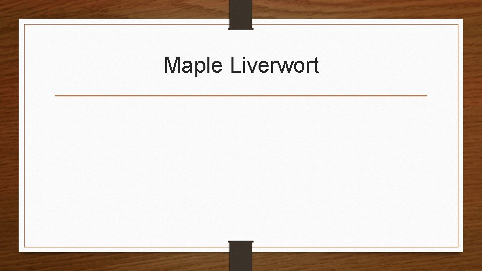 Maple Liverwort 