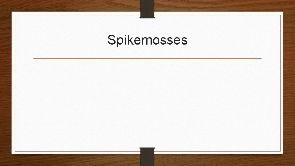 Spikemosses 