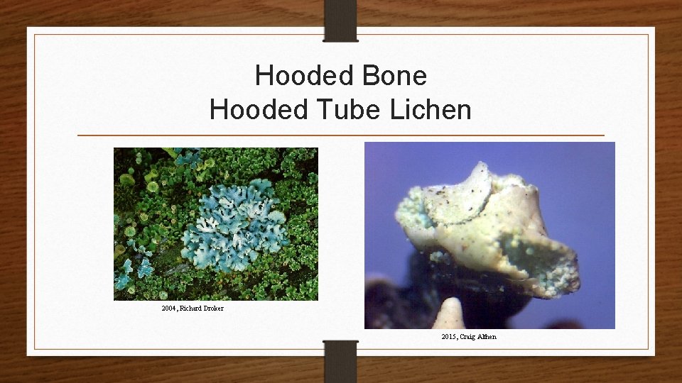 Hooded Bone Hooded Tube Lichen 2004, Richard Droker 2015, Craig Althen 