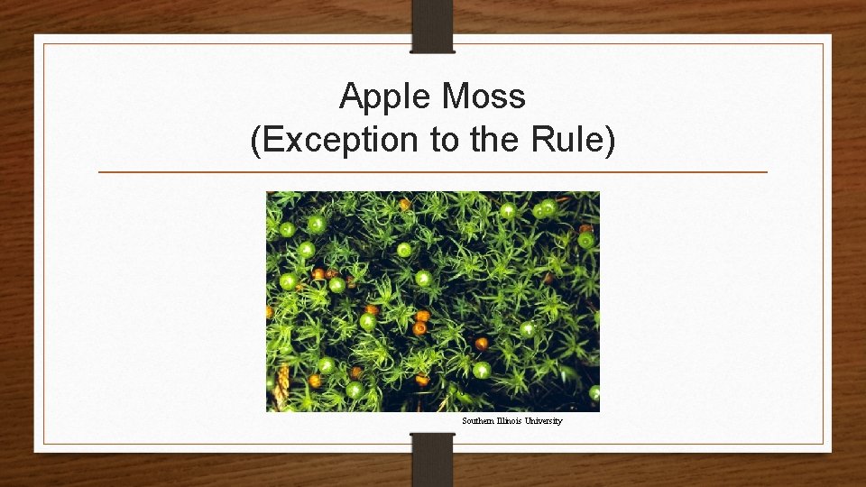 Apple Moss (Exception to the Rule) Southern Illinois University 