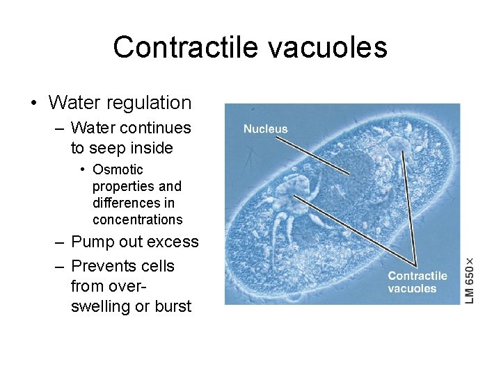 Contractile vacuoles • Water regulation – Water continues to seep inside • Osmotic properties