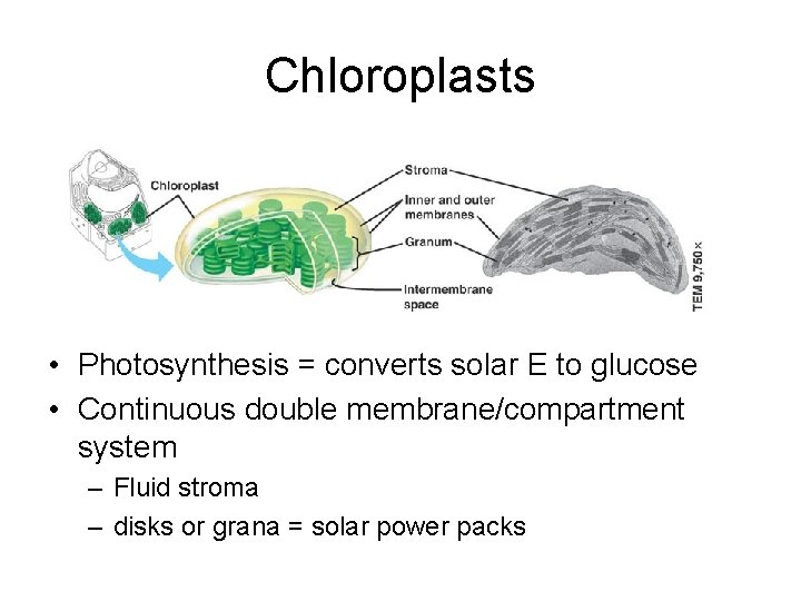 Chloroplasts • Photosynthesis = converts solar E to glucose • Continuous double membrane/compartment system