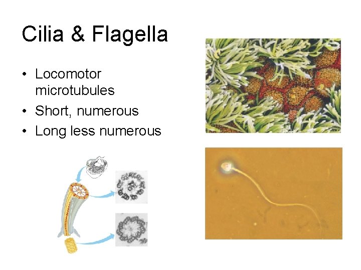 Cilia & Flagella • Locomotor microtubules • Short, numerous • Long less numerous 