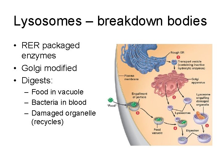 Lysosomes – breakdown bodies • RER packaged enzymes • Golgi modified • Digests: –