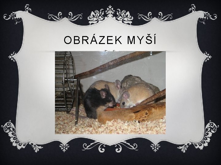 OBRÁZEK MYŠÍ 