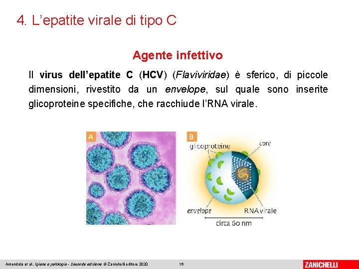 4. L’epatite virale di tipo C Agente infettivo Il virus dell’epatite C (HCV) (Flaviviridae)