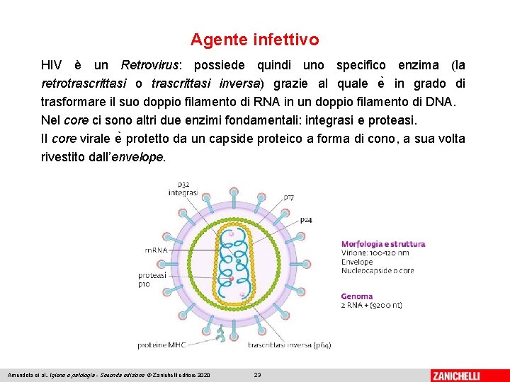 Agente infettivo HIV è un Retrovirus: possiede quindi uno specifico enzima (la retrotrascrittasi o