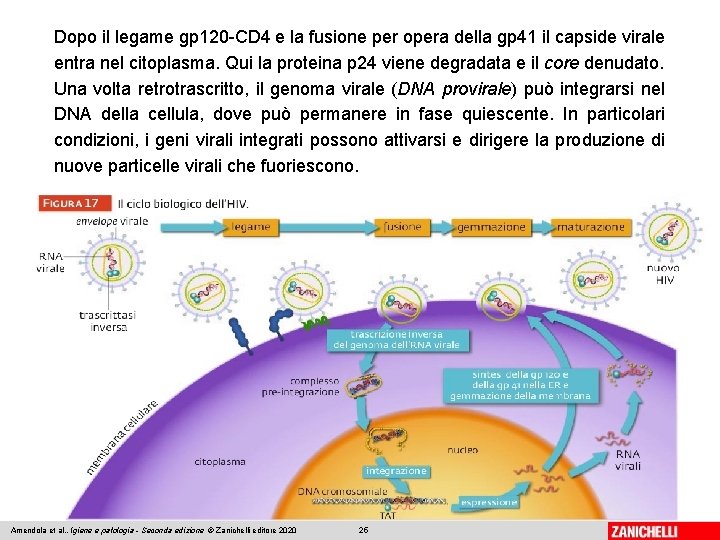 Dopo il legame gp 120 -CD 4 e la fusione per opera della gp