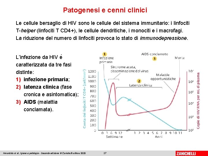 Patogenesi e cenni clinici Le cellule bersaglio di HIV sono le cellule del sistema