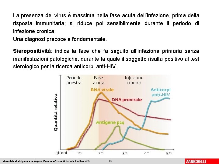 La presenza del virus e massima nella fase acuta dell’infezione, prima della risposta immunitaria;