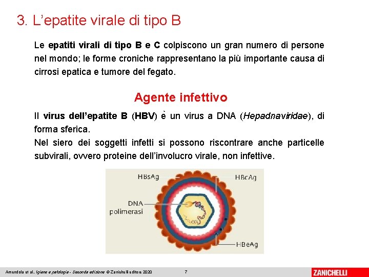 3. L’epatite virale di tipo B Le epatiti virali di tipo B e C