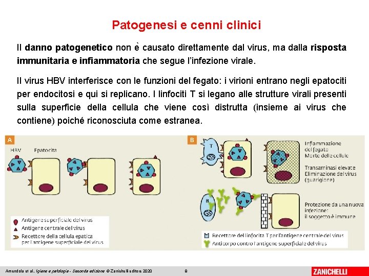 Patogenesi e cenni clinici Il danno patogenetico non e causato direttamente dal virus, ma