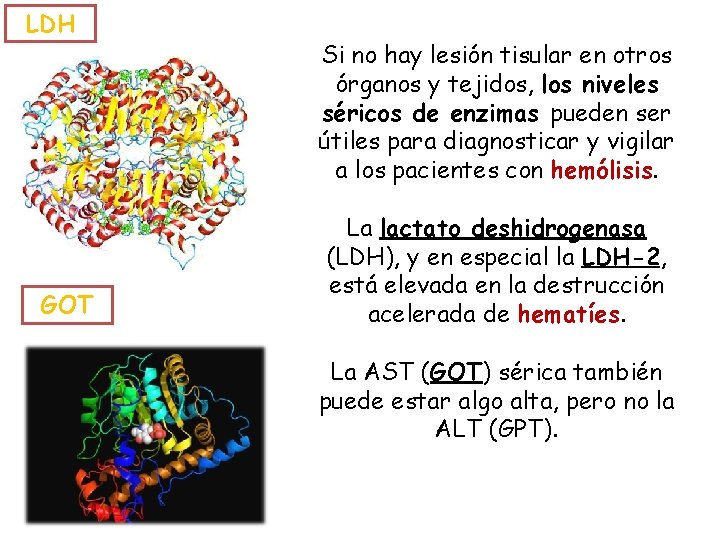 LDH GOT Si no hay lesión tisular en otros órganos y tejidos, los niveles