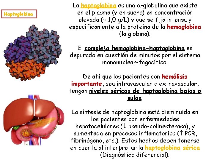 Haptoglobina La haptoglobina es una -globulina que existe en el plasma (y en suero)