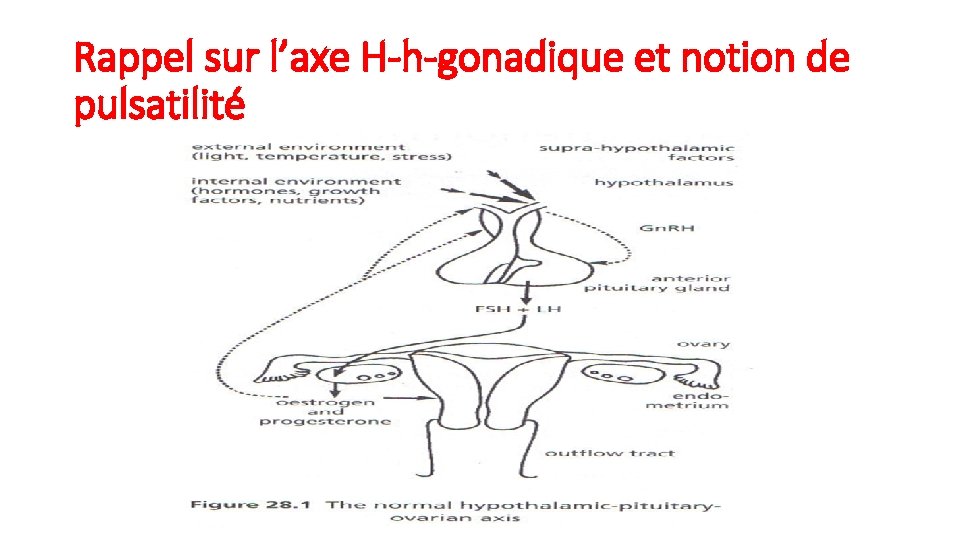 Rappel sur l’axe H-h-gonadique et notion de pulsatilité 