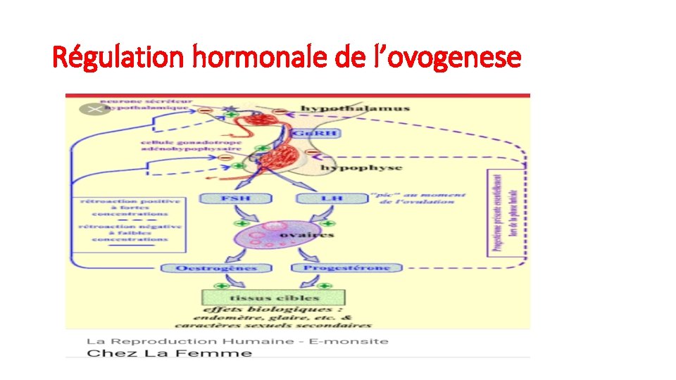 Régulation hormonale de l’ovogenese 