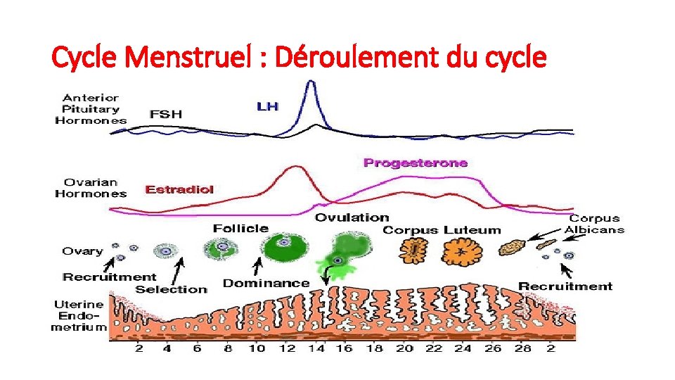 Cycle Menstruel : Déroulement du cycle 