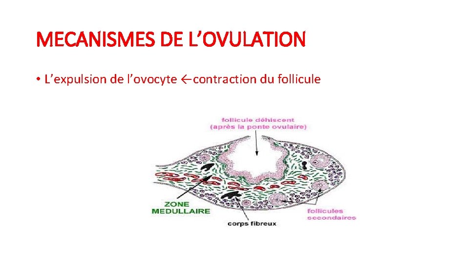 MECANISMES DE L’OVULATION • L’expulsion de l’ovocyte ←contraction du follicule 