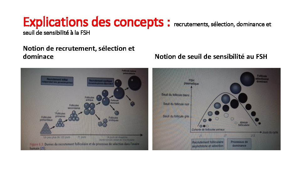 Explications des concepts : recrutements, sélection, dominance et seuil de sensibilité à la FSH