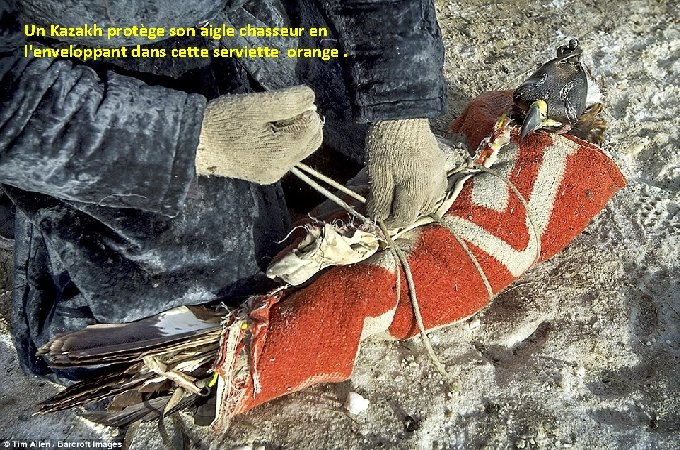 Un Kazakh protège son aigle chasseur en l'enveloppant dans cette serviette orange. 