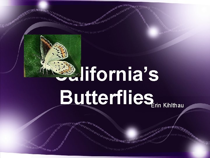 California’s Butterflies Erin Kihlthau 