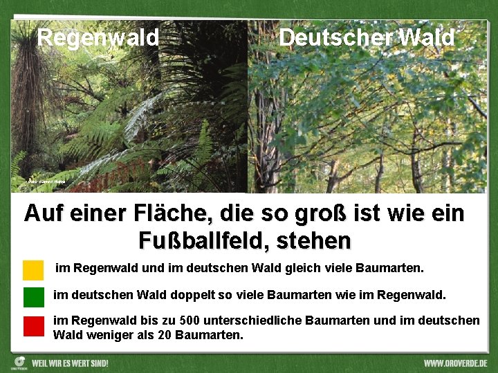 Regenwald Deutscher Wald Foto: Konrad Wothe Auf einer Fläche, die so groß ist wie