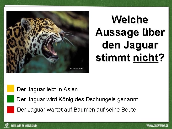 Welche Aussage über den Jaguar stimmt nicht? Foto: Konrad Wothe Der Jaguar lebt in