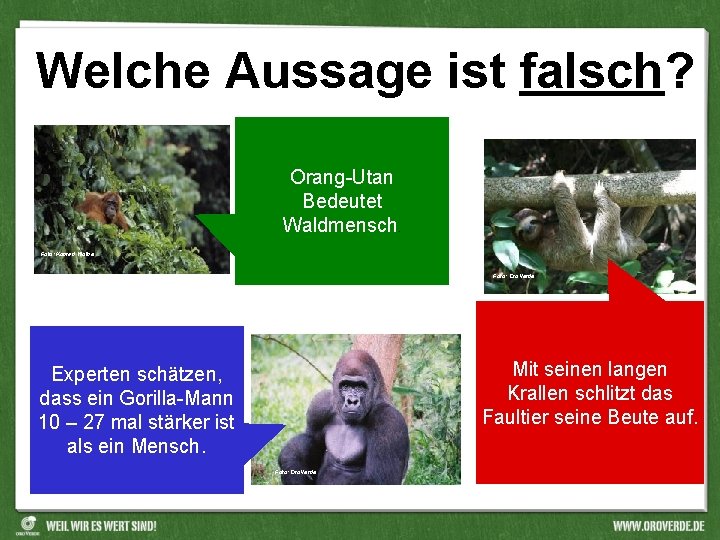 Welche Aussage ist falsch? Orang-Utan Bedeutet Waldmensch. Foto: Konrad Wothe Foto: Oro. Verde Mit