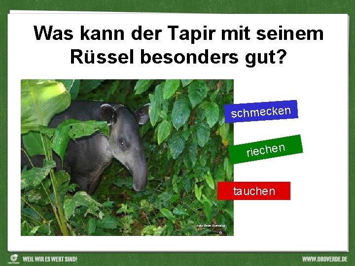Was kann der Tapir mit seinem Rüssel besonders gut? schmecken riechen tauchen Foto: Brian
