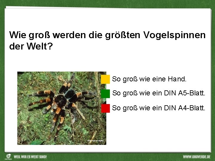 Wie groß werden die größten Vogelspinnen der Welt? So groß wie eine Hand. So