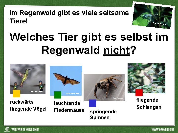 Im Regenwald gibt es viele seltsame Tiere! Foto: Konr ad Wothe Welches Tier gibt