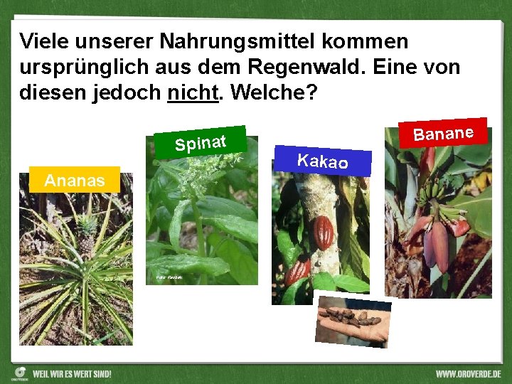 Viele unserer Nahrungsmittel kommen ursprünglich aus dem Regenwald. Eine von diesen jedoch nicht. Welche?