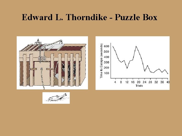 Edward L. Thorndike - Puzzle Box Edward L. Thorndike - Puzzle Box