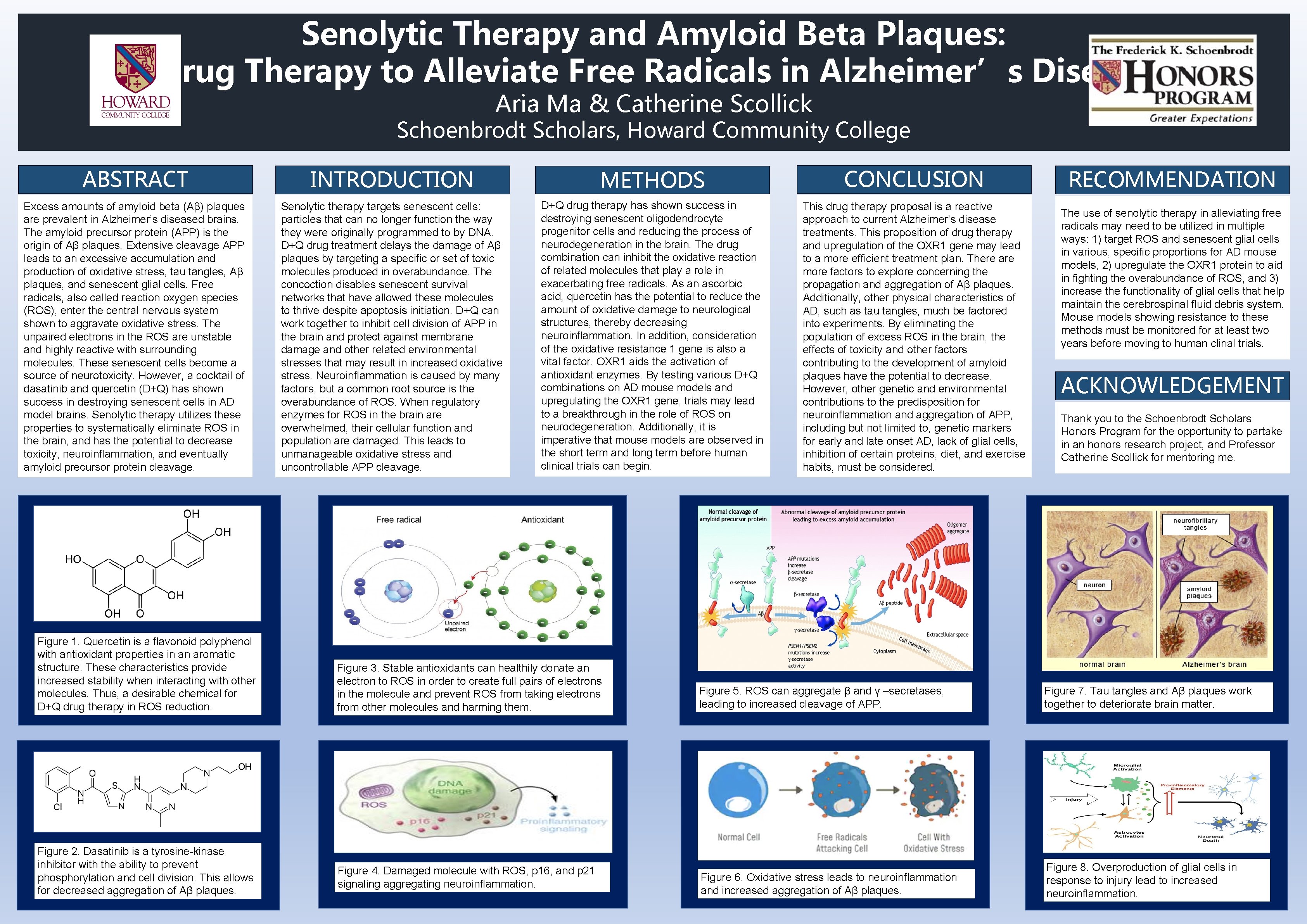 Senolytic Therapy and Amyloid Beta Plaques: Drug Therapy to Alleviate Free Radicals in Alzheimer’s