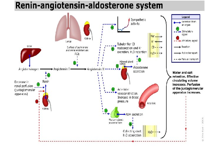 Regulation of Kidney Function and Water Homeostasis 48