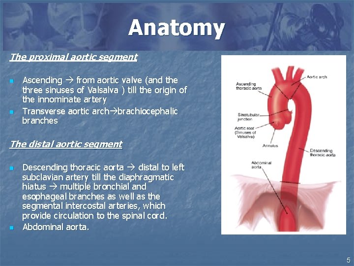 Anatomy The proximal aortic segment n n Ascending from aortic valve (and the three