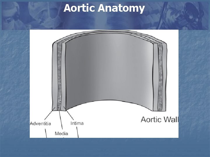 Aortic Anatomy 