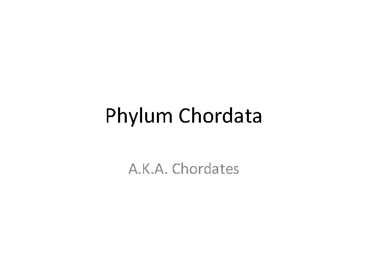 Phylum Chordata A. K. A. Chordates 