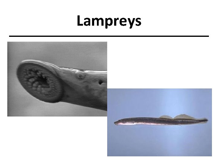 Lampreys 