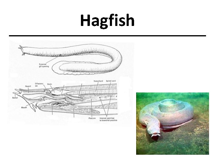 Hagfish 
