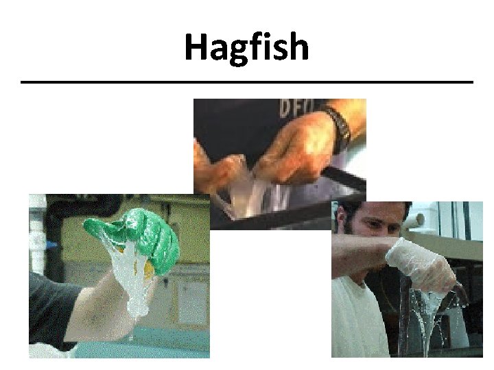 Hagfish 