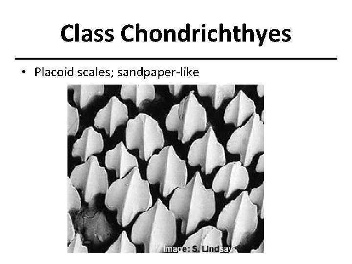 Class Chondrichthyes • Placoid scales; sandpaper-like 