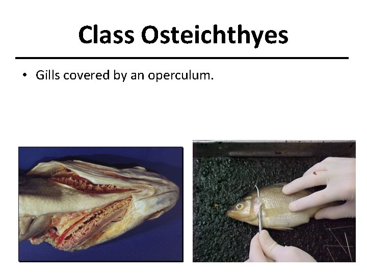 Class Osteichthyes • Gills covered by an operculum. 