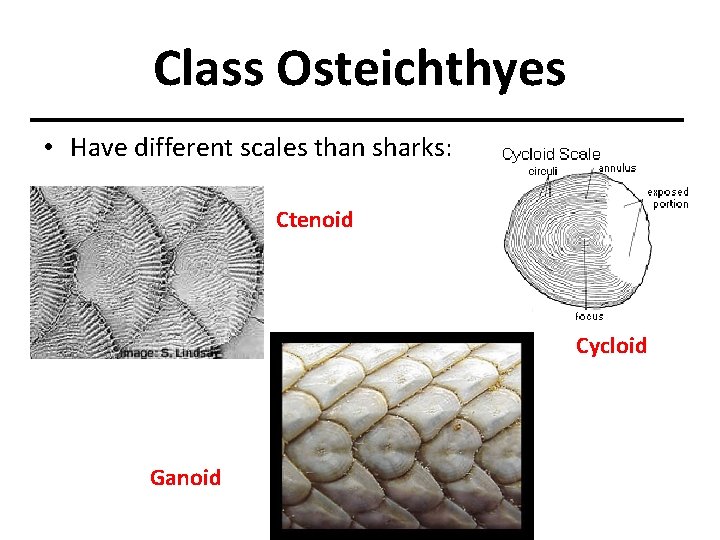 Class Osteichthyes • Have different scales than sharks: Ctenoid Cycloid Ganoid 