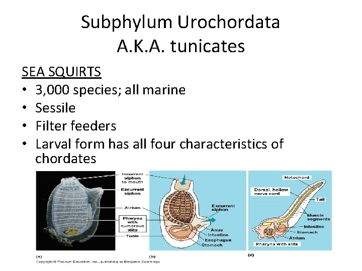 Subphylum Urochordata A. K. A. tunicates SEA SQUIRTS • 3, 000 species; all marine