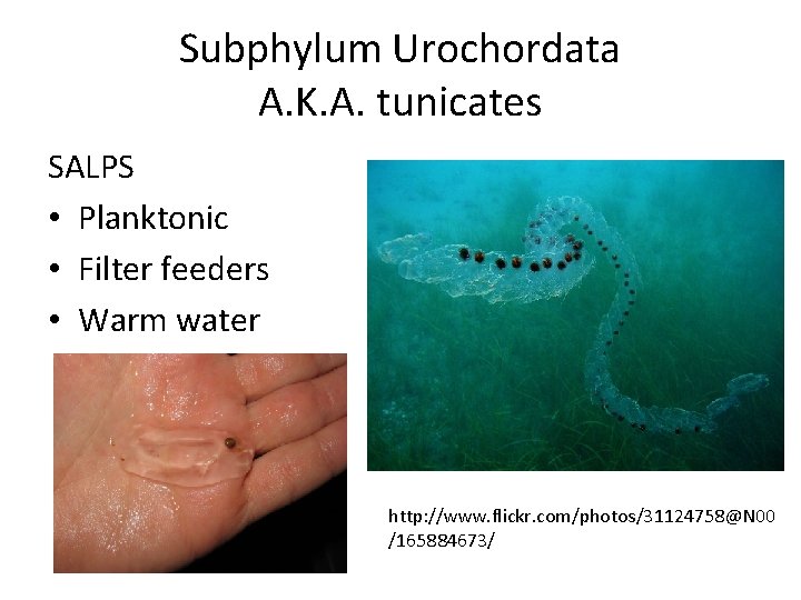 Subphylum Urochordata A. K. A. tunicates SALPS • Planktonic • Filter feeders • Warm