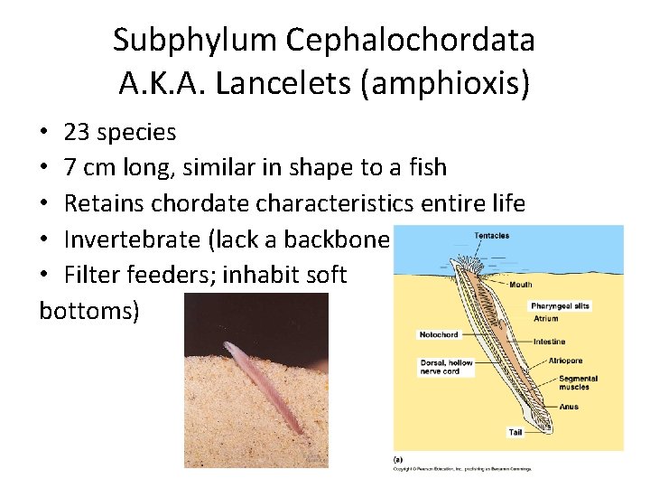 Subphylum Cephalochordata A. K. A. Lancelets (amphioxis) • 23 species • 7 cm long,