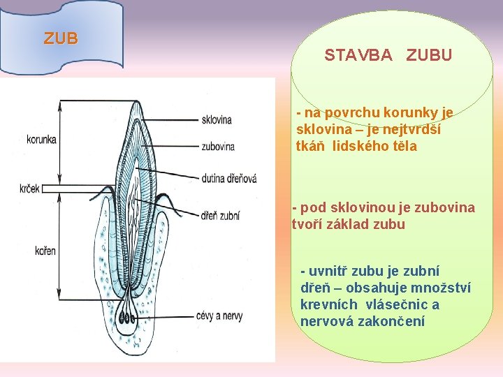 ZUB STAVBA ZUBU - na povrchu korunky je sklovina – je nejtvrdší tkáň lidského