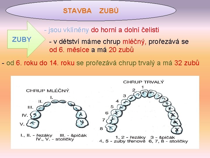 STAVBA ZUBŮ - jsou vklíněny do horní a dolní čelisti ZUBY - v dětství